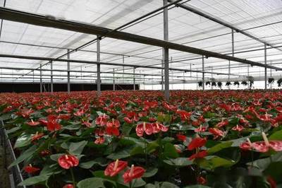 2021年全國花卉產(chǎn)銷形勢(shì)深度剖析 盆栽植物與苗木種植產(chǎn)業(yè)發(fā)展報(bào)告