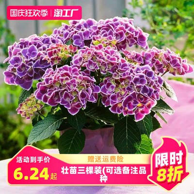 網(wǎng)購花卉，一觸即達(dá) 探索綠意盎然的消費(fèi)新潮流